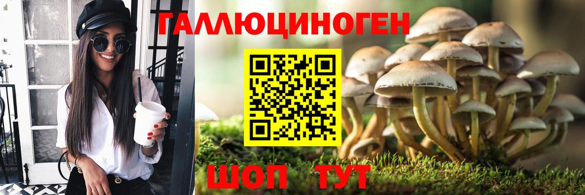 Галлюциногенные грибы MAGIC MUSHROOMS  Вход с VPN  Гусев  Псилоцибиновые грибы GOLDEN TEACHER 